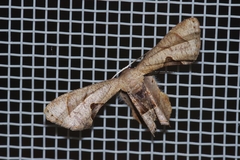 Phazaca kosemponicola