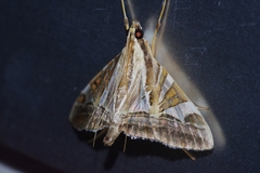 Agrioglypta fulguralis