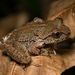 Coastal Tailed Frog - Photo (c) Tony Iwane, some rights reserved (CC BY-NC)