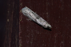 Glyptoteles leucacrinella