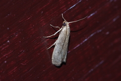 Glyptoteles leucacrinella
