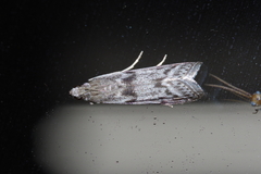 Glyptoteles leucacrinella
