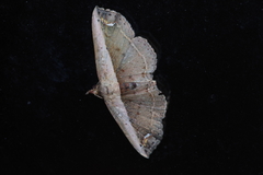 Eugnathia lunifera