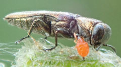 Agrilini