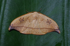 Callidrepana hirayamai