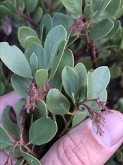 Arctostaphylos bakeri bakeri