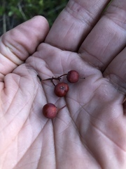 Arctostaphylos bakeri bakeri