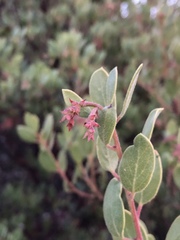 Arctostaphylos bakeri bakeri