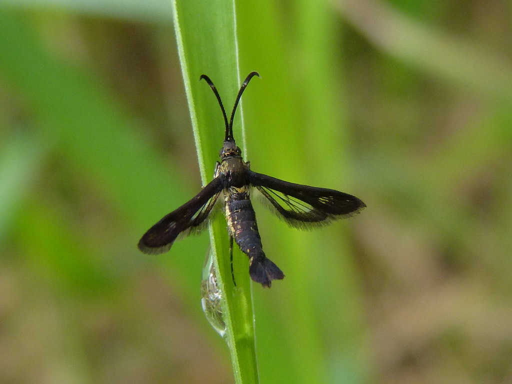 Carmenta subaerea