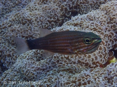 Cheilodipterus artus