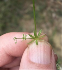 Galium divaricatum