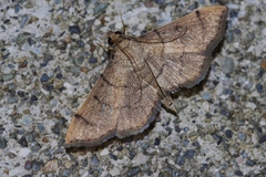 Omiodes decisalis