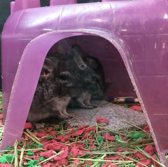 Chinchilla lanigera