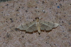 Omiodes decisalis