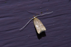 Lecitholaxa thiodora