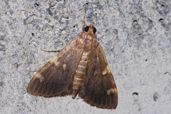 Rehimena surusalis