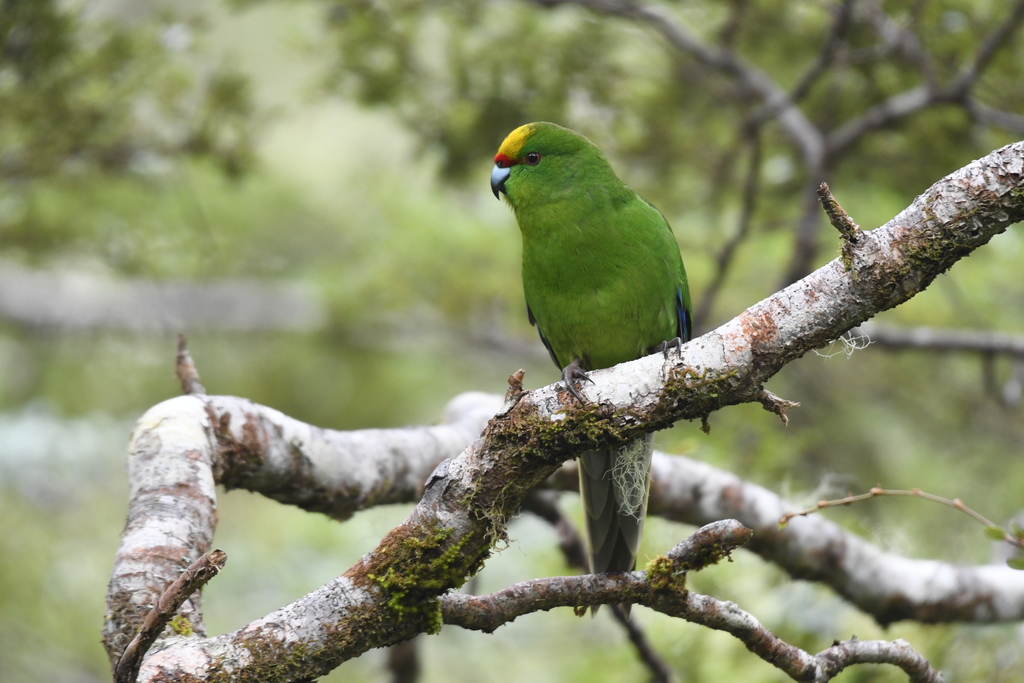 Yellow-Crowned Parakeet