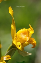Chloraea alpina