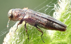 Agrilini