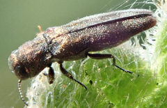 Agrilini