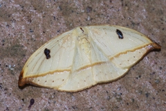 Callidrepana melanonota