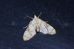 Cirrhochrista kosemponialis