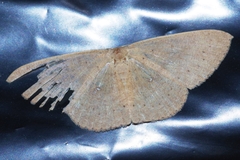 Perixera minorata
