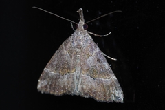 Hypena cognata