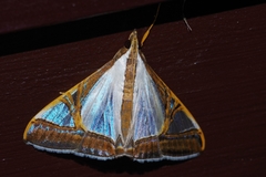 Agrioglypta eurytusalis