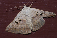 Blasticorhinus rivulosa