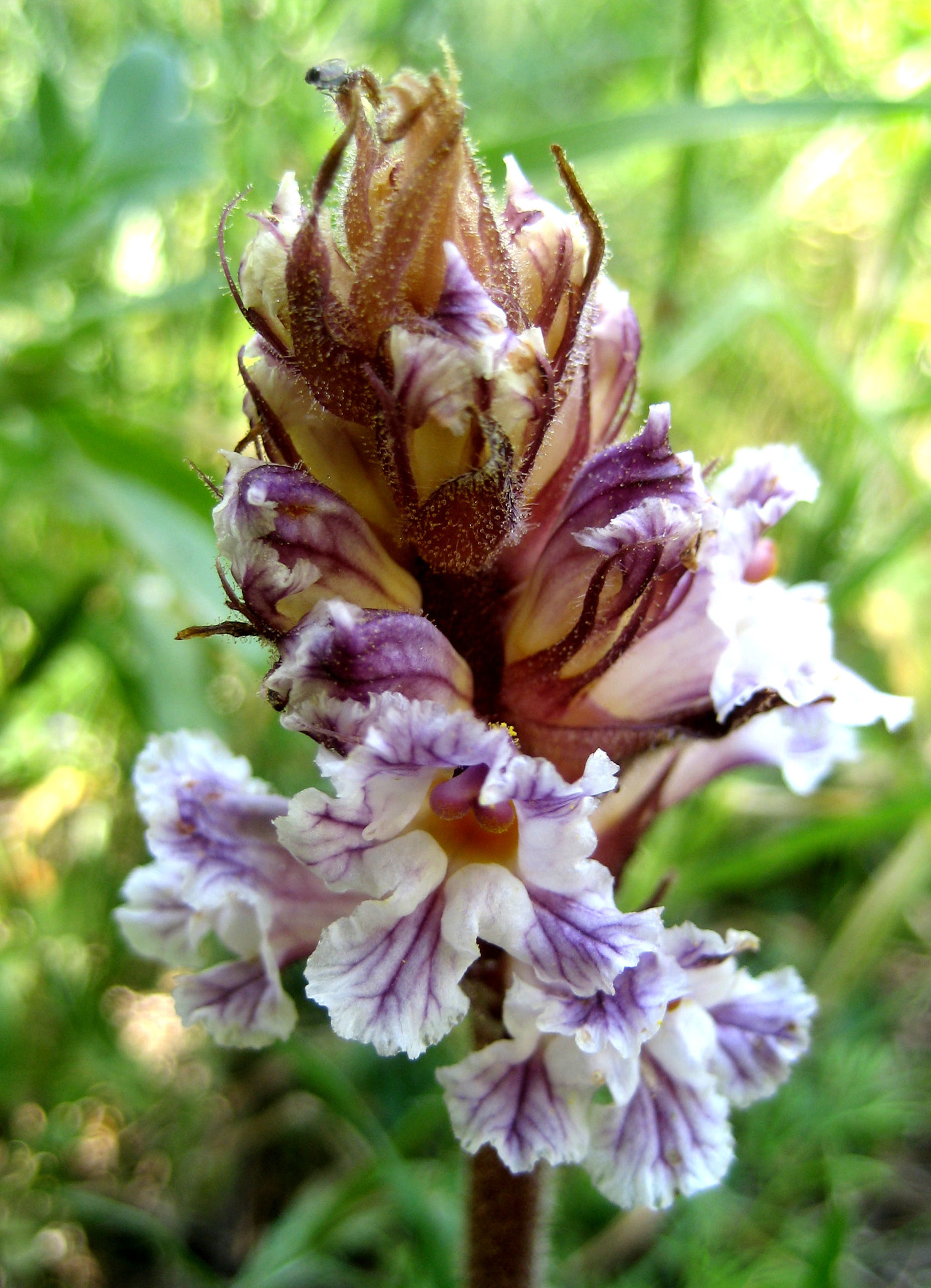 Orobanche crenata