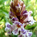 Bean Broomrape - Photo (c) maarten sepp, some rights reserved (CC BY-SA)