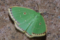 Comostola subtiliaria