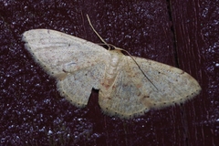 Idaea sakuraii