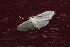 Idaea sakuraii