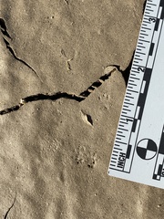 Perognathinae