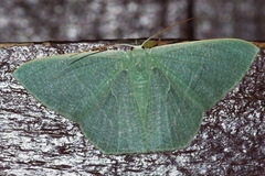 Thalassodes intaminata