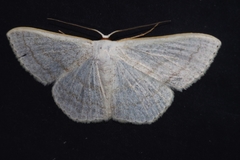 Scopula coniaria