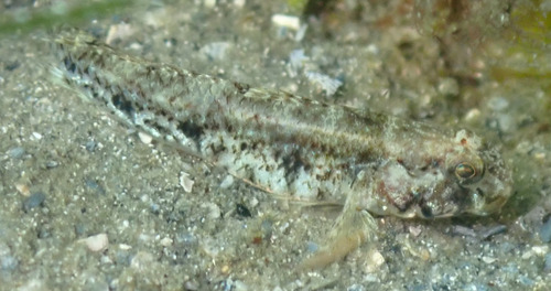 Staartvlek-grondel (Ctenogobius stigmaturus) — Gobiidae — 2