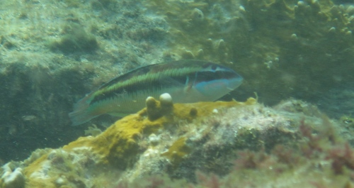 Thalassoma pavo