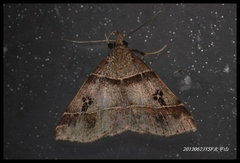 Bertula quadripuncta