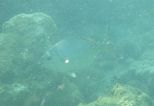 Kyphosus vaigiensis