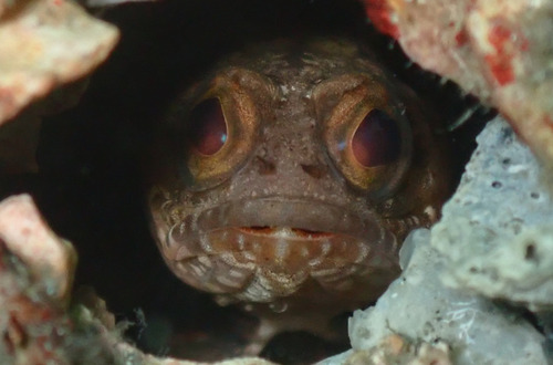 Dusky jawfish (Opistognathus whitehursti) — Opistognathidae — 4
