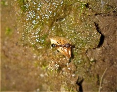 Cardiocondyla venustula