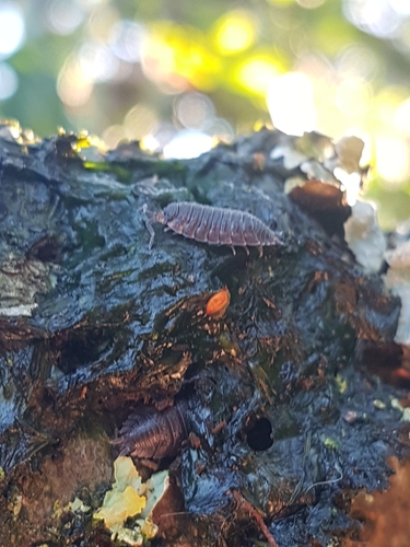 Common Rough Woodlouse