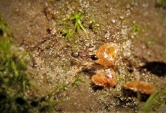 Cardiocondyla venustula