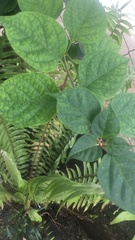 Clerodendrum trichotomum