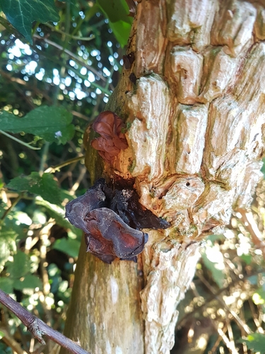 Jelly Ear
