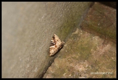 Pseudodeltote coenia