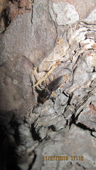 Heteroderes amplicollis